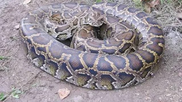 Python Migration Causes Panic in Mandamarri Town - HudHudTimes